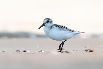 Waders or shorebirds,  sanderling on the beach