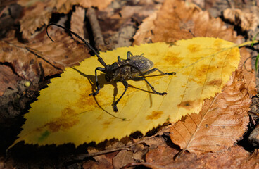 Huge beetle on a yellow leaf.