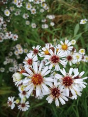 The Alpine Aster. Decorative garden plant with purple flowers