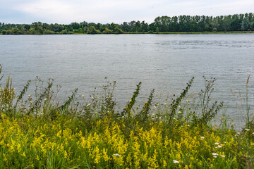 Donau Ufer bei Tulln