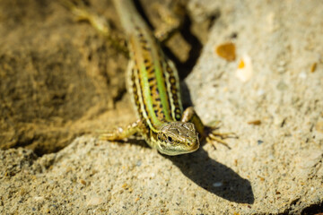 Die direkten Nachbarn