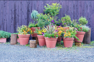 Collection of  colorful flowers and ornamental plants in pots against the wooden wall on a corner of town street,Japan