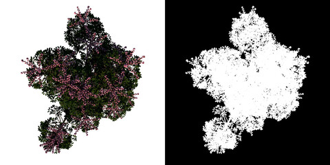 Top view tree (Adolescent Australia umbrella tree 1) white background alpha png 3D Rendering Ilustracion 3D 