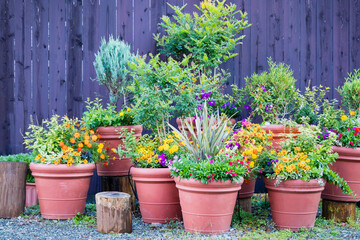 Collection of  colorful flowers and ornamental plants in pots on a corner of town street,Japan