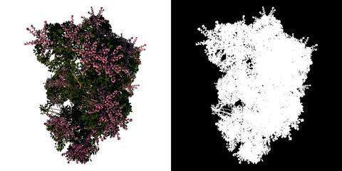 Top view tree (Australia umbrella tree 1) white background alpha png 3D Rendering Ilustracion 3D 