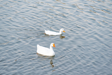 Beautiful natural landscape in summer. Cute ducks enjoying the summer on the lake