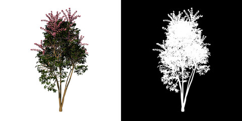 Front view tree (Young Australia umbrella tree 1) white background alpha png 3D Rendering Ilustracion 3D 