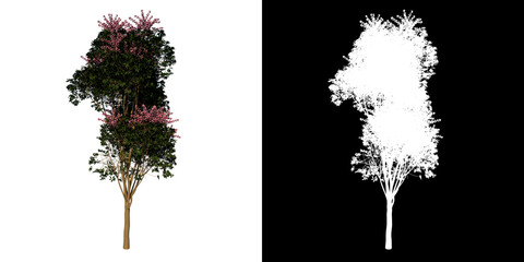 Front view tree (Adolscent Australia umbrella tree 2) white background alpha png 3D Rendering Ilustracion 3D 