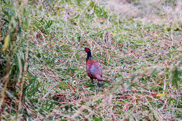 pheasant in the woods