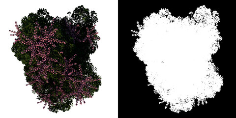Top view tree (Australia umbrella tree 2) white background alpha png 3D Rendering Ilustracion 3D 