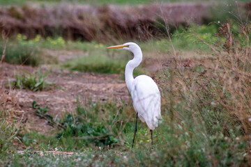 Fototapeta premium great white heron