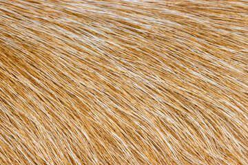 Animal fur light brown background
