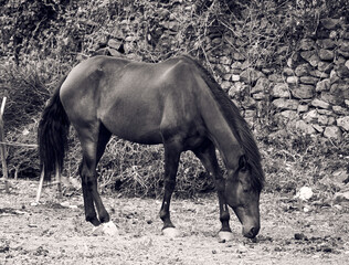 horses in the meadow