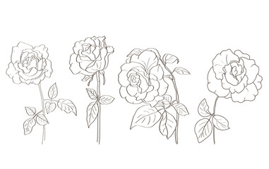 Hand-drawn sketch of rose flowers in vector format. Black and white line drawing