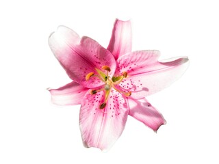 Light rose color single Lillie blossoming flower top side isolated on white