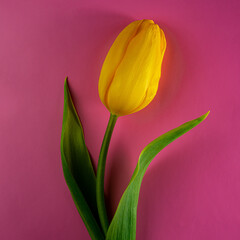 raw corn cob lies on the surface of an oak board.