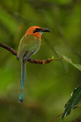 Broad-billed motmot perched on branch