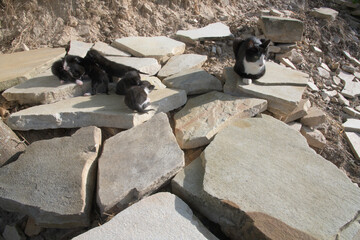 Cat and Five Cubs on the Rocks in Brazil