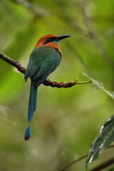 Broad-billed motmot perched on branch