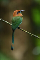 Broad-billed motmot perched on branch