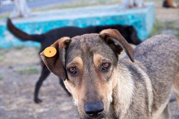 Portrait of a very sad dog with a tag in his ear on the city street.