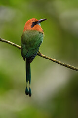 Broad-billed motmot perched on branch