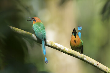 Broad-billed motmot pair perched on branch