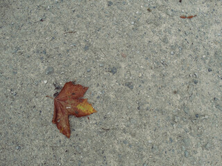 Fallen Leaf on the Road in Autumn