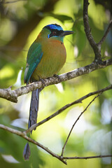 Blue-crowned Motmot perched on branch