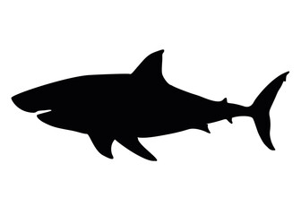 Great white shark. Vector image.