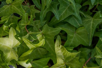 Efeublätter - Hintergrund - Textur 1