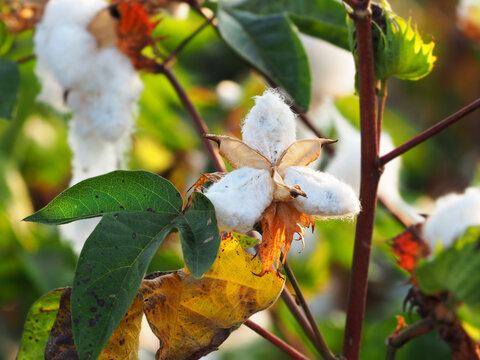White unripe cotton