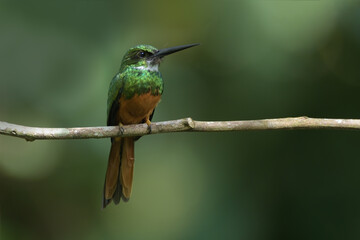 Rufous-tailed jacamar perched on branch