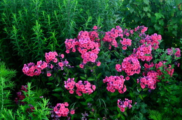 Red Phlox Flower in the Summer Garden