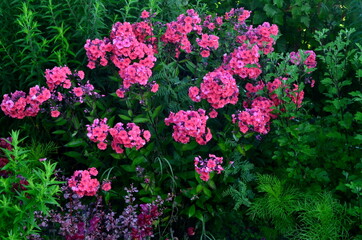 Red Phlox Flower in the Summer Garden