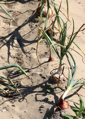 vegetable garden with big onions growing on the fertile sandy so