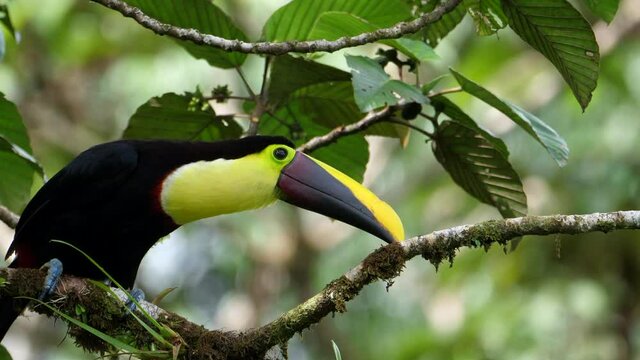 Exotic bird, toucan in its natural environment, Costa Rica rainforest