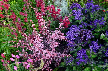 Obraz premium Colorful flowers bloom in the summer garden. beautiful garden flowers