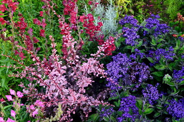 Fototapeta premium Colorful flowers bloom in the summer garden. beautiful garden flowers