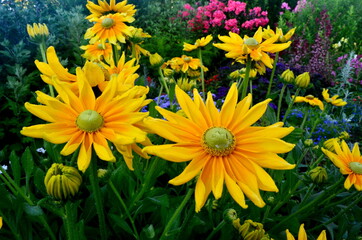 Obraz premium Colorful flowers bloom in the summer garden. beautiful garden flowers