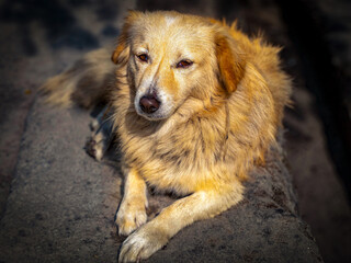 Himalayan stray dog resting by the side of the road