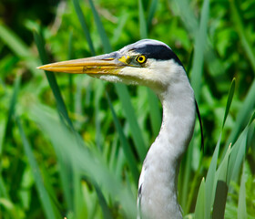 Heron