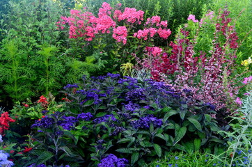 Fototapeta na wymiar Colorful flowers bloom in the summer garden. beautiful garden flowers