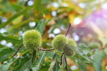 chestnuts tree branch wiith fruits and leaves