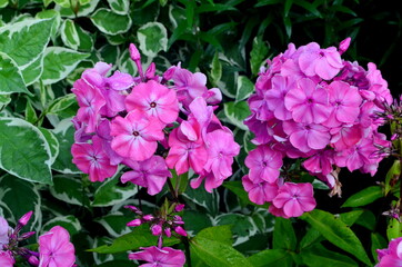Pink Phlox Flower in the Summer Garden