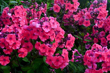 Red Phlox Flower in the Summer Garden