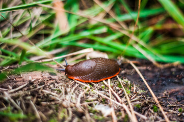 
brown and orange slug