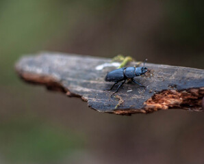 
beetle on wood