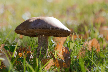 Boletus mushroom in green grass, sunny day, close-up