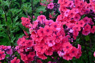Red Phlox Flower in the Summer Garden